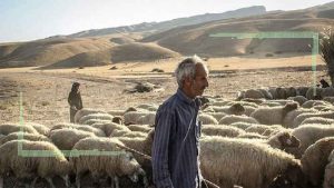 شعارهایی با هدف گشایش صادرات دام